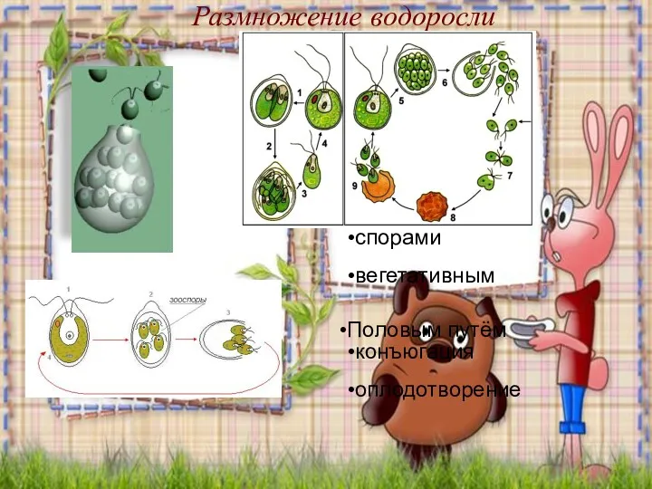 Размножение водоросли Размножение Бесполым путём спорами вегетативным Половым путём конъюгация оплодотворение