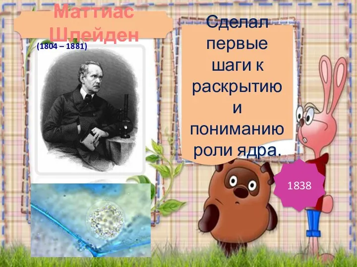 Сделал первые шаги к раскрытию и пониманию роли ядра. 1838 (1804 – 1881) Маттиас Шлейден