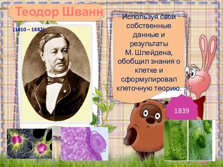 Используя свои собственные данные и результаты М. Шлейдена, обобщил знания