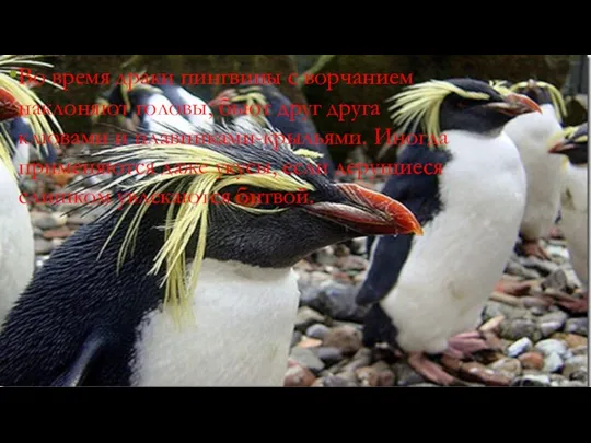Во время драки пингвины с ворчанием наклоняют головы, бьют друг