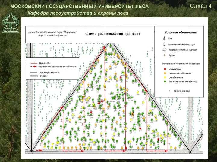 МОСКОВСКИЙ ГОСУДАРСТВЕННЫЙ УНИВЕРСИТЕТ ЛЕСА Кафедра лесоустройства и охраны леса Слайд 4