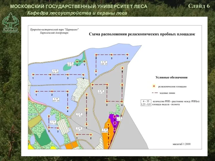 МОСКОВСКИЙ ГОСУДАРСТВЕННЫЙ УНИВЕРСИТЕТ ЛЕСА Кафедра лесоустройства и охраны леса Слайд 6