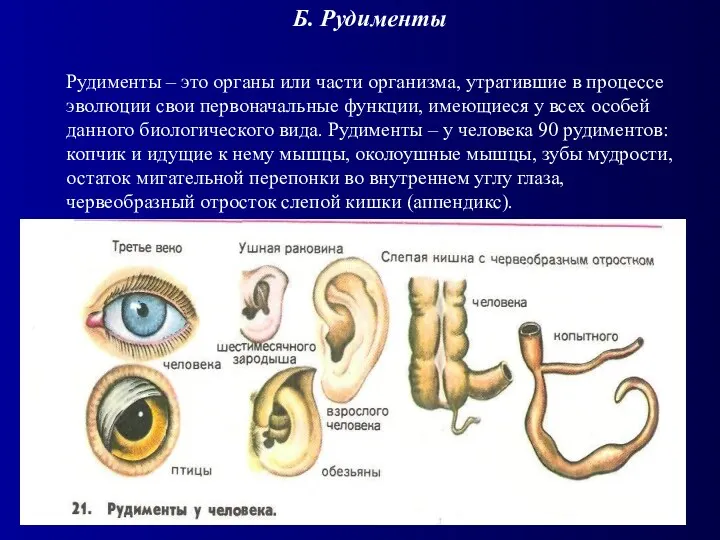 Б. Рудименты Рудименты – это органы или части организма, утратившие