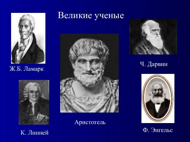 Великие ученые Аристотель Ч. Дарвин Ф. Энгельс К. Линней Ж.Б. Ламарк