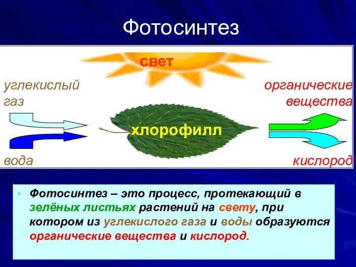 Фотосинтез Фотосинтез – это процесс, протекающий в зелёных листьях растений