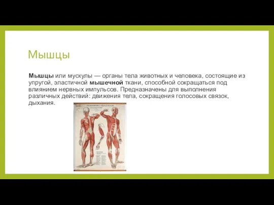 Мышцы Мышцы или мускулы — органы тела животных и человека,