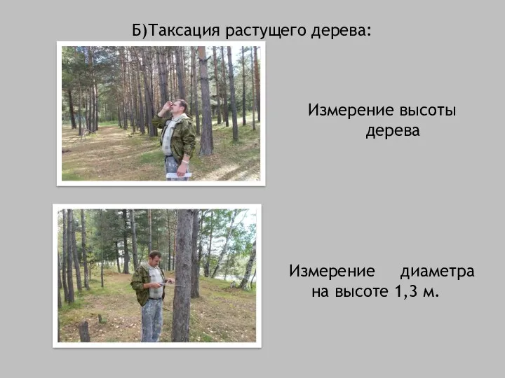 Измерение высоты дерева Измерение диаметра на высоте 1,3 м. Б)Таксация растущего дерева: