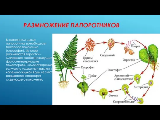 РАЗМНОЖЕНИЕ ПАПОРОТНИКОВ В жизненном цикле папоротникв преобладает бесполое поколение (спорофит).