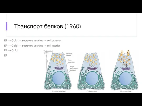 Транспорт белков (1960) ER → Golgi → secretory vesicles →
