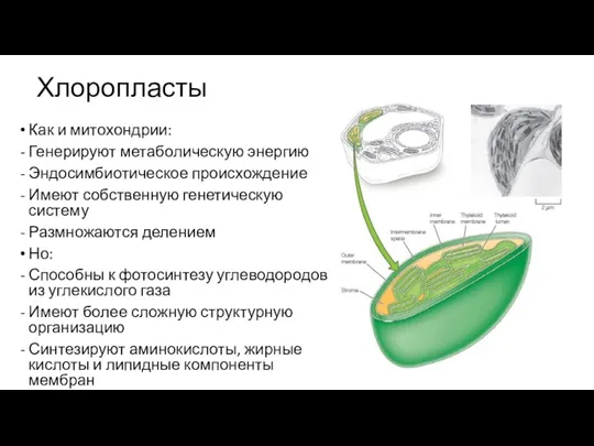 Хлоропласты Как и митохондрии: Генерируют метаболическую энергию Эндосимбиотическое происхождение Имеют