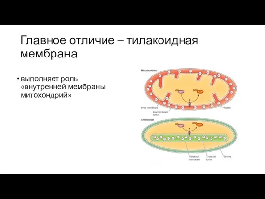 Главное отличие – тилакоидная мембрана выполняет роль «внутренней мембраны митохондрий»