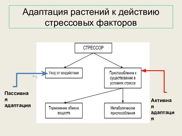 Адаптация растений к действию стрессовых факторов Пассивная адаптация Активная адаптация