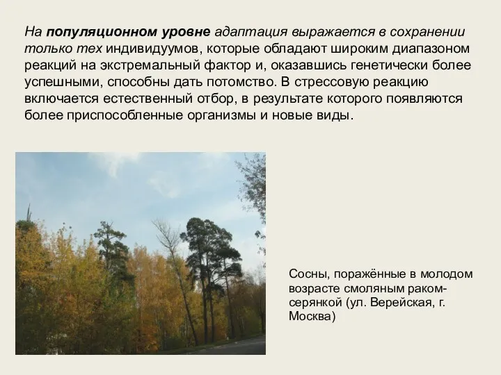 На популяционном уровне адаптация выражается в сохранении только тех индивидуумов,