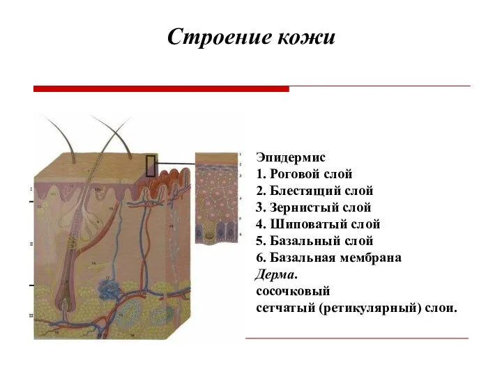 Строение кожи Эпидермис 1. Роговой слой 2. Блестящий слой 3.