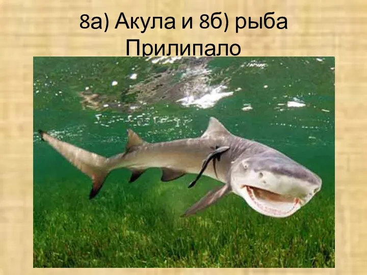 8а) Акула и 8б) рыба Прилипало