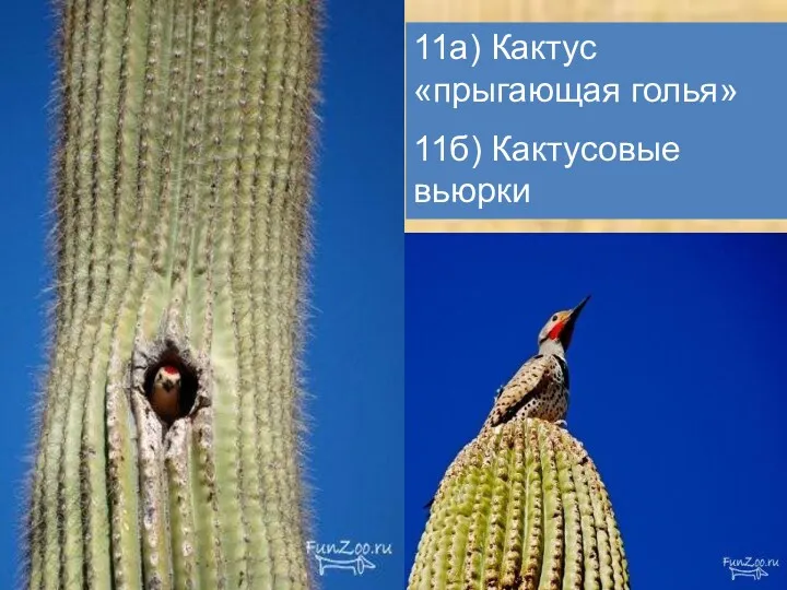 11а) Кактус «прыгающая голья» 11б) Кактусовые вьюрки