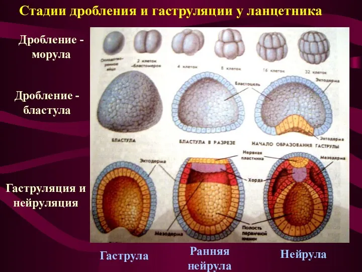 Стадии дробления и гаструляции у ланцетника Дробление - морула Дробление