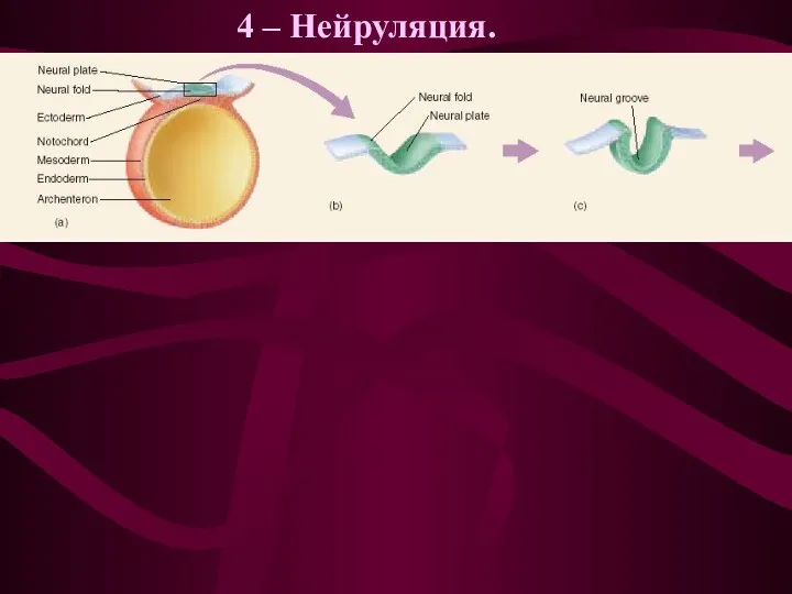 4 – Нейруляция.