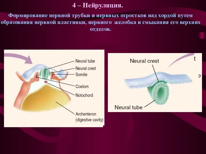 4 – Нейруляция. Формирование нервной трубки и нервных отростков над