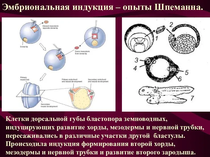 Эмбриональная индукция – опыты Шпеманна. Клетки дорсальной губы бластопора земноводных,