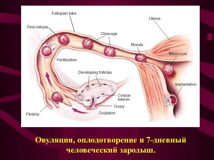 Овуляция, оплодотворение и 7-дневный человеческий зародыш.