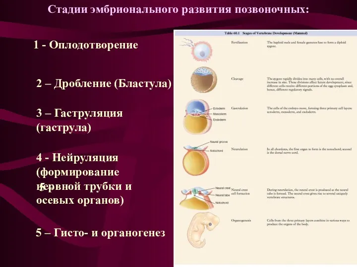 Стадии эмбрионального развития позвоночных: 1 - Оплодотворение 2 – Дробление