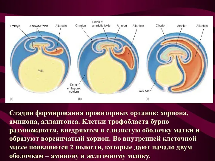Стадии формирования провизорных органов: хориона, амниона, аллантоиса. Клетки трофобласта бурно