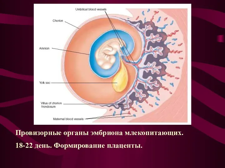 Провизорные органы эмбриона млекопитающих. 18-22 день. Формирование плаценты.