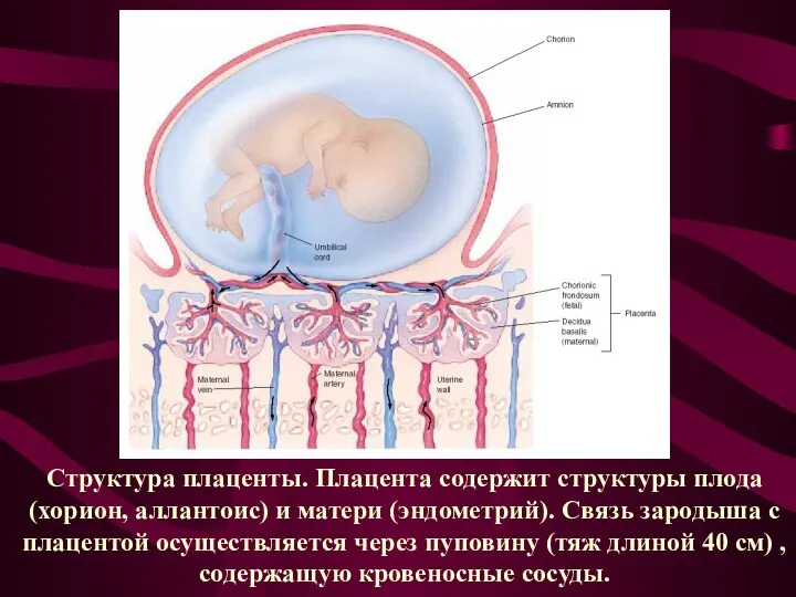 Структура плаценты. Плацента содержит структуры плода (хорион, аллантоис) и матери