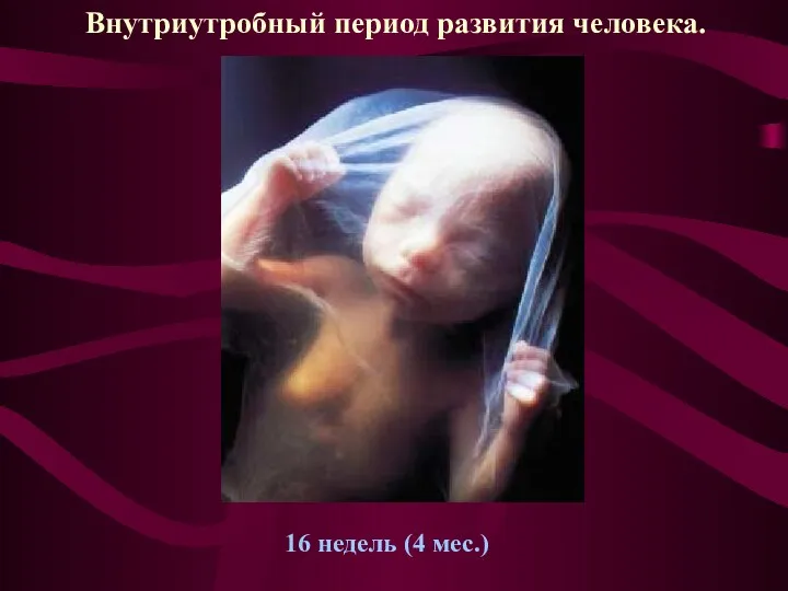 16 недель (4 мес.) Внутриутробный период развития человека.