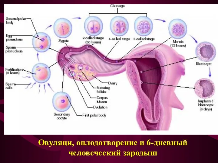 Овуляци, оплодотворение и 6-дневный человеческий зародыш