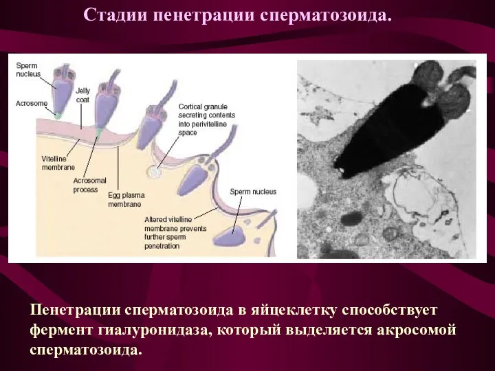 Пенетрации сперматозоида в яйцеклетку способствует фермент гиалуронидаза, который выделяется акросомой сперматозоида. Стадии пенетрации сперматозоида.