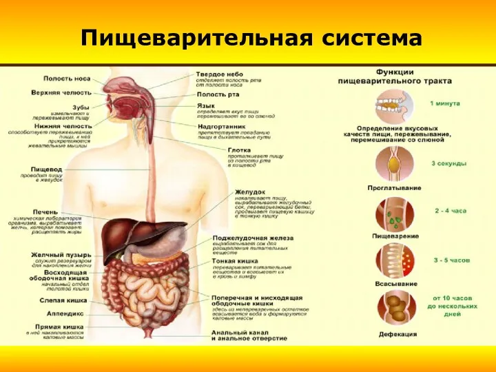 Пищеварительная система