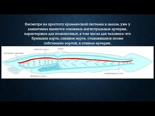 Несмотря на простоту кровеносной системы в целом, уже у ланцетника