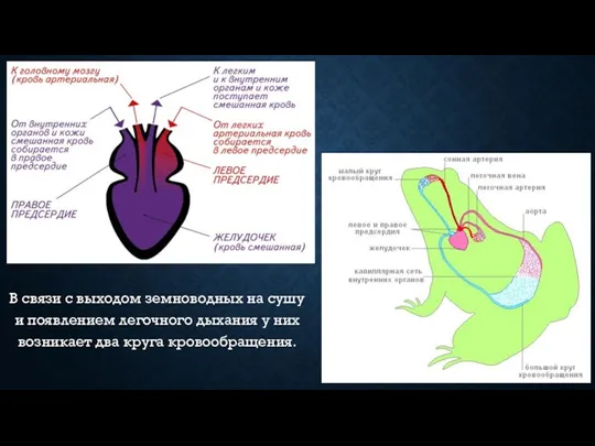 В связи с выходом земноводных на сушу и появлением легочного