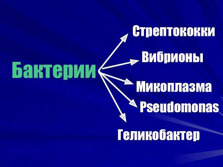 Бактерии Стрептококки Вибрионы Микоплазма Pseudomonas Геликобактер