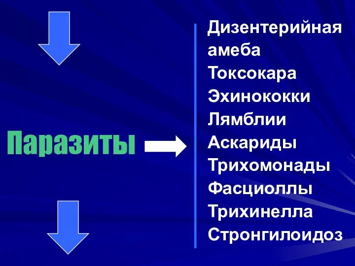 Паразиты Дизентерийная амеба Токсокара Эхинококки Лямблии Аскариды Трихомонады Фасциоллы Трихинелла Стронгилоидоз