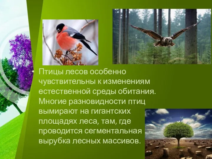 Птицы лесов особенно чувствительны к изменениям естественной среды обитания. Многие