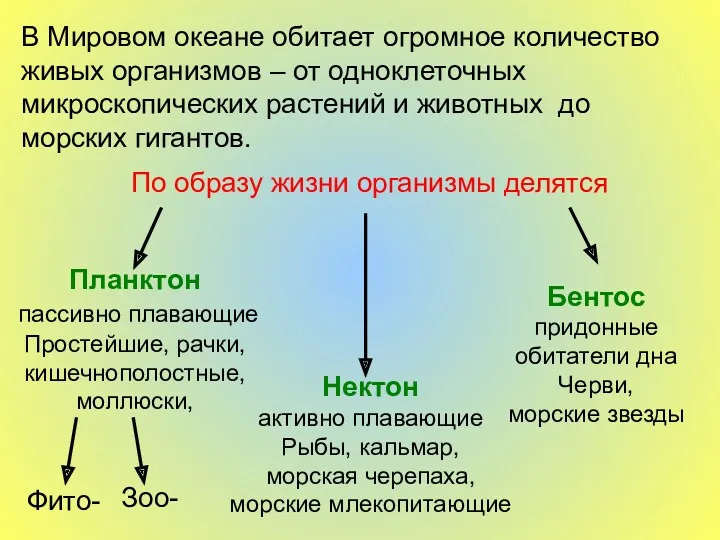 В Мировом океане обитает огромное количество живых организмов – от