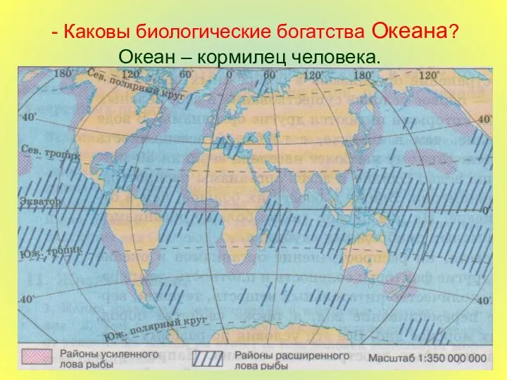 - Каковы биологические богатства Океана? Океан – кормилец человека.