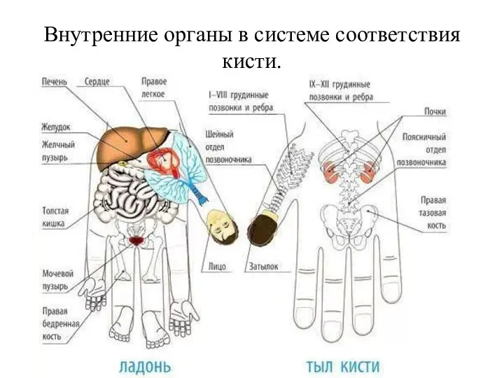 Внутренние органы в системе соответствия кисти.