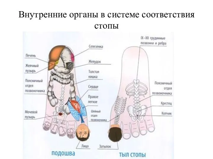 Внутренние органы в системе соответствия стопы