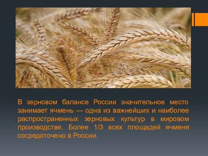 В зерновом балансе России значительное место занимает ячмень — одна из важнейших и