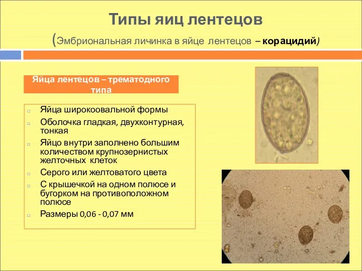 Типы яиц лентецов (Эмбриональная личинка в яйце лентецов – корацидий)