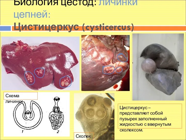 Биология цестод: личинки цепней: Цистицеркус (cysticercus) Цистицеркус – представляет собой