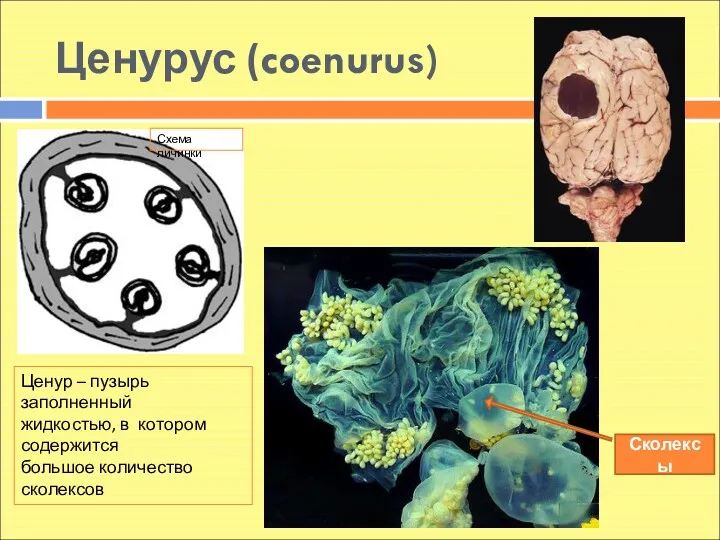 Ценурус (coenurus) Ценур – пузырь заполненный жидкостью, в котором содержится большое количество сколексов Сколексы Схема личинки
