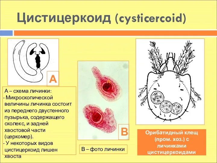 Цистицеркоид (cysticercoid) Орибатидный клещ (пром. хоз.) с личинками цистицеркоидами А