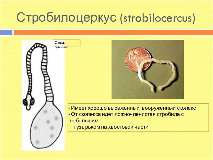 Стробилоцеркус (strobilocercus) Схема личинки Имеет хорошо выраженный вооруженный сколекс От