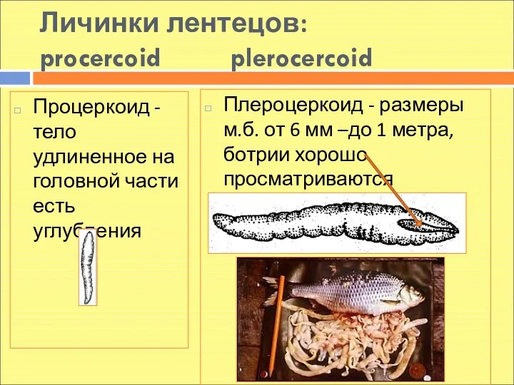Личинки лентецов: procercoid plerocercoid Процеркоид - тело удлиненное на головной