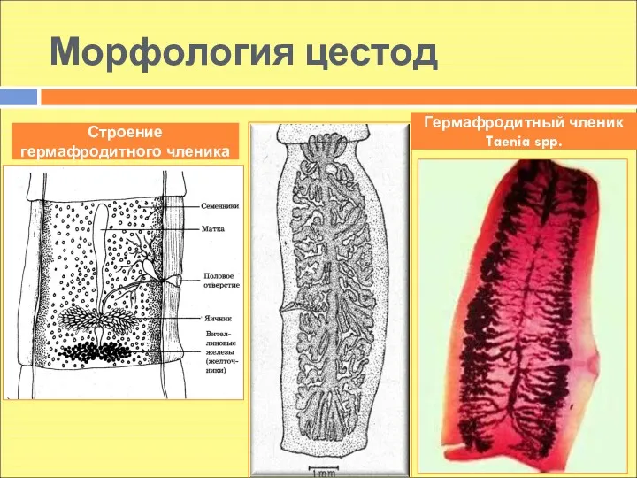 Морфология цестод Строение гермафродитного членика Гермафродитный членик Taenia spp.